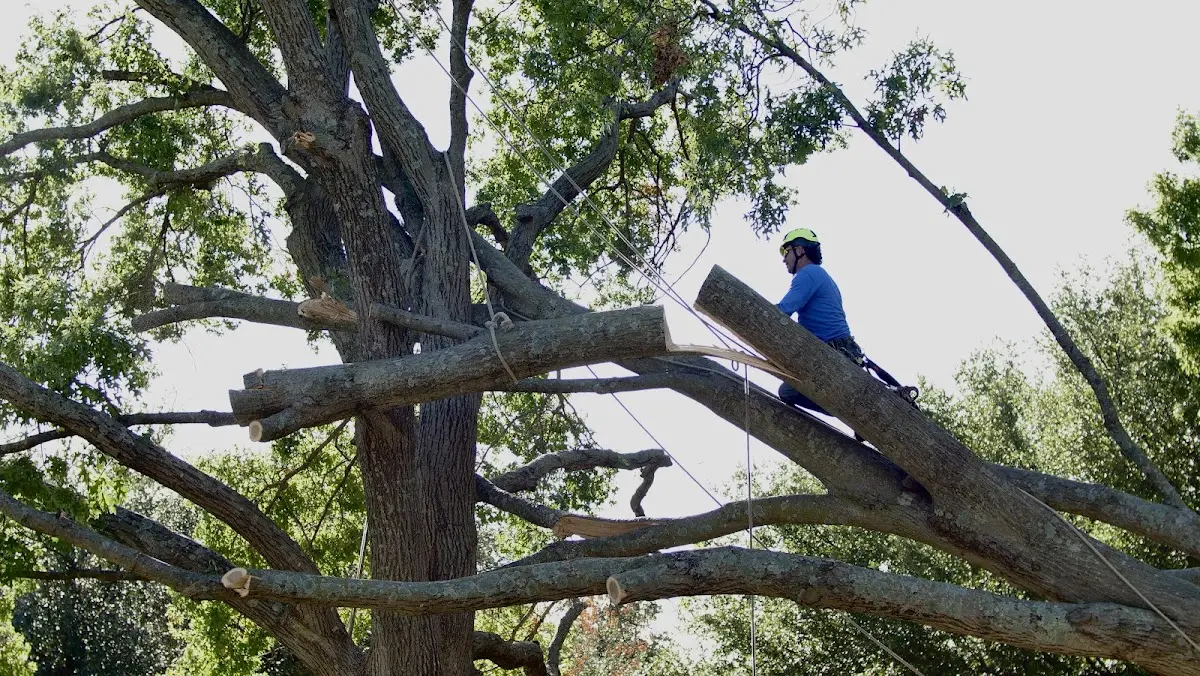 Professional Crown Thinning performed by certified arborists in Lincoln Park