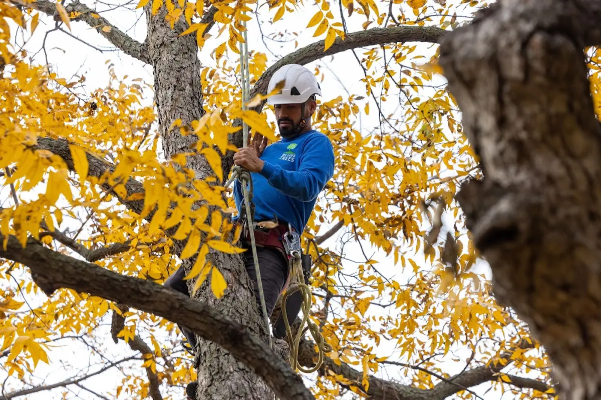 Skilled Storm Damage Cleanup crew working in Lincoln Park
